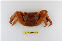 藏品(白紋方蟹)的圖片